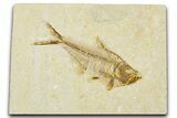 Detailed Fossil Fish (Diplomystus) - Wyoming #379496-1